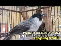 Download Lagu Suara Burung Kutilang Gacor ASLI Tanpa isian, Ampuh untuk Pikat Kutilang bikin kutilang Ribut gacor