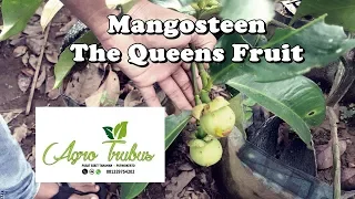 Organic Mangosteen Powder: Facts & Health Benefits | Alovitox. 