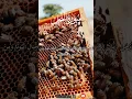Download Lagu Surah Nahl(The bee) verse 68_69 #shortvideo #shortsyoutube #qurantranslation #islamicshorts #quran