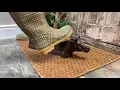 Rustic Cast Iron Cow Boot Scraper