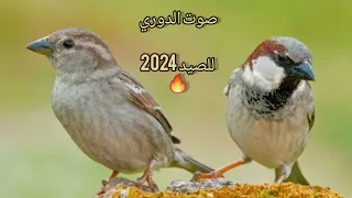 صوت عصفور الدوري للصيد 2024 