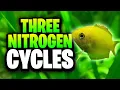 3 Aquarium Nitrogen Cycles Explained A Complete Guide To Safe Water Parameters
