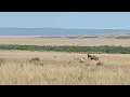 Download Lagu Antelope mom defends new-born baby from two cheetahs
