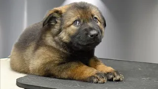 the most dramatic and adorable german shepherd puppies ive ever groomed 