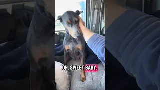 #fyp #dream #fypシ #pets #doberman