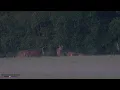 Download Lagu roedel herten steekt over - The Red Deer wildlife Moment of the forest | Sony A7 IV 4K 2160p
