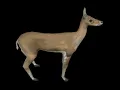 3D gif dubstep