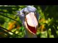 Download Lagu Schoenbekooievaar – Prehistorische dinosaurusachtige vogel