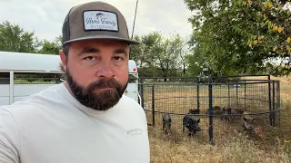 How Are There so many pigs on This Property?