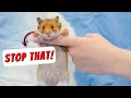 Top 18 Things Hamster Hate