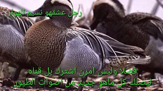صوت الهرار او الحذاف الصيفي الاشتراك بل قنا دندنها