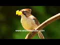 Download Lagu Cute little Whiskered Yuhina feeds wild yellow berries to its chicks