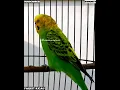 Download Lagu #Shorts ~ BURUNG PARKIT GACOR !! Pancingan Bunyi Parkit / Masteran ~ Murai ~ Kacer / PARAKEET BIRD