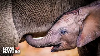 Growing Up Wild | Baby Animals 202