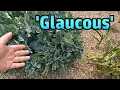 Download Lagu Random Stuff - Berries, Garden, Kindle, Chesil Beach, Jam First, Pretty Flowers, Comment Positivity