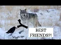 Download Lagu Wolves and Ravens: Nature's Best Friends