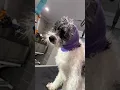 Millie - Pomapoo Groom