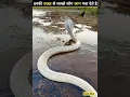 Download Lagu Top 3 Most Dangerous Snakes in India ✨