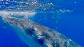 Baby Whale Plays with Swimmers!