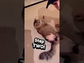How to stretch your cat