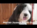 How to brush out a matted Doodle