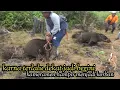 Download Lagu KEJADIAN SANGAT LANGKA!! 1 DARI SATU JUTA KEMUNGKINAN, PEMBURU DITABRAK RAJA BABI HUTAN #porbisumbar
