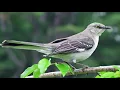 Mockingbird Bird Song Bird Call Bird Calling Chirps Lissen Birds Spring Chirping Songss