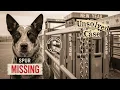 From Cheers to Silence Blue Heeler Vanishes at New Year Rodeo Gates Close Early
