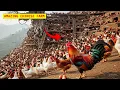 Lagu How China Released Millions of Chickens on 1,500m Mountains and Changed Livestock Farming
