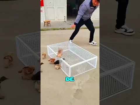 La trampa de un niño que no falla 🐦