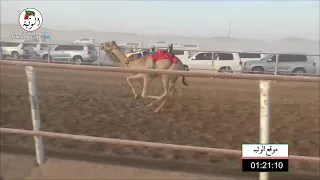 الشوط 1 غرياقه لـ محمد حمد راعي قحير الدرعي 2 13 24 شارة الصندوق 2021 4 24 الرقيعات فطامين 