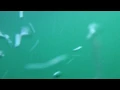 Underwater Shark Video