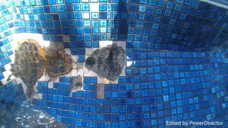 Swimming Pool with rust stains
