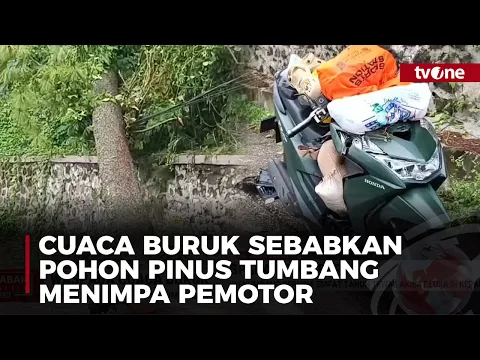 Nahas! Satu Penumpang Motor Tewas Tertimpa Pohon Pinus