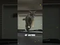 Download Lagu Using Cat Sounds to Show Displeasure to Your Cat 😾