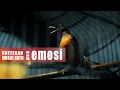 Download Lagu Kretekan dan Suara Awalan MURAI BATU untuk memancing emosi