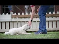 Training 9 Week old Golden Retriever Puppies with Positive Reinforcement