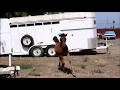 2019 Arabian foals