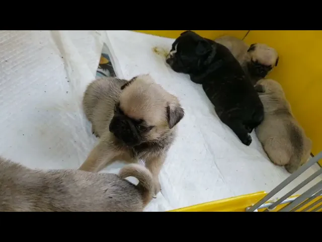 動画