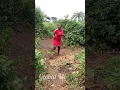 Download Lagu #reggae #music #nostalgia #comedy #amapianotv #reggaemusic #funny #musicgenre #dance #musicstyle