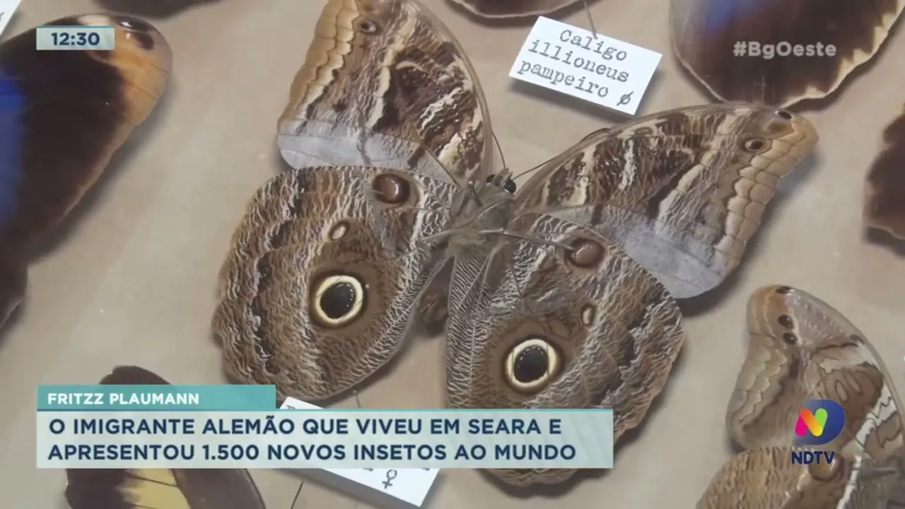 Fritz Plaumann: O imigrante alemão que viveu em Seara e apresentou 1.500 novos insetos ao mundo