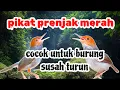 PIKAT PRENJAK MERAH SUSAH TURUN | suara prenjak merah jantan dan betina