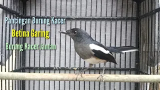 Download Pancingan Burung Kacer Betina Garing Burung Kacer Jantan MP3