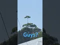 Download Lagu (FAKE) Lepidodendron Tree spotted #lepidodendrontree #meme #tree #funny