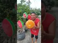 Download Lagu Buah apa itu dek #shorts #trending #funny #subscribe