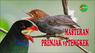 Download prenjak vs tengkek MP3