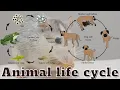 ANIMAL LIFE CYCLE ENGLISH KNOWLEDGE WITH SUBTITLE CHAPTER 1 THE VOICE OF KNOWLEDGE BOOK
