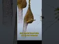 Download Lagu SHORTS | animal videos ||  Sarang Unik Burung Manyar