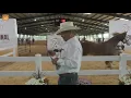 Legacy Reining Breeder s Sale Aubrey TX