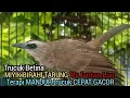 Download Lagu Trucuk Betina memanggil jantan MIYIK Birahi Tarung, Terapi  pancingan Trucukan GACOR yg SUSAH BUNYI